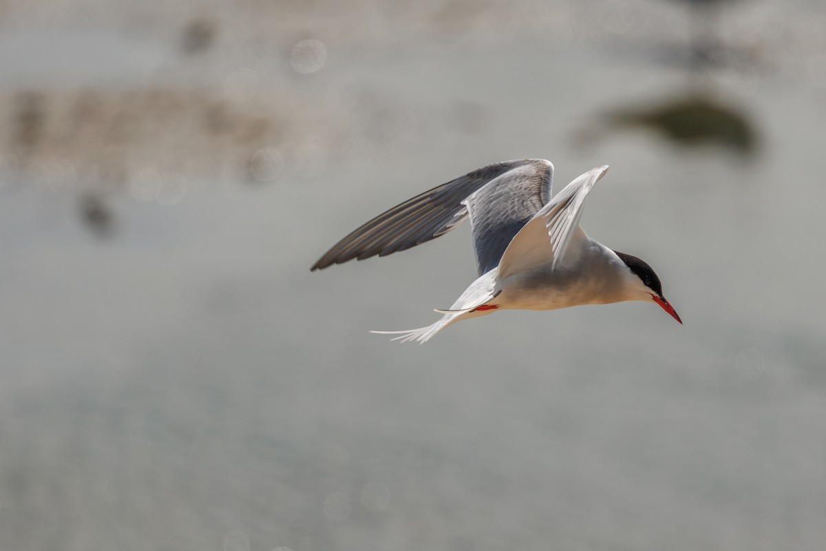 Arctic Tern - ML620899470