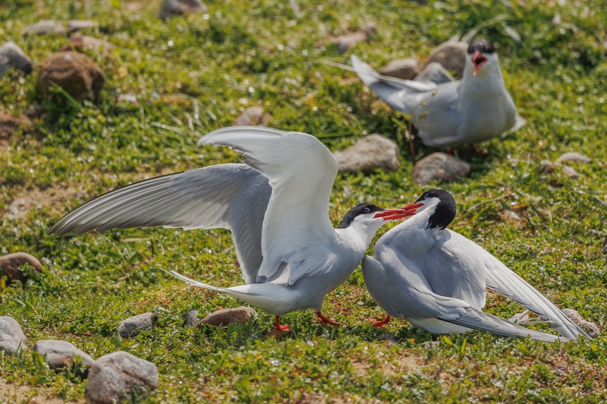 Arctic Tern - ML620899472