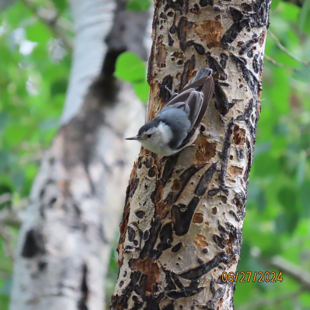 White-breasted Nuthatch - ML620899475