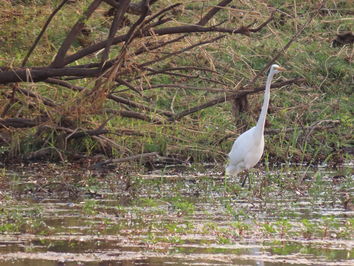 Great Egret (African) - ML620899476