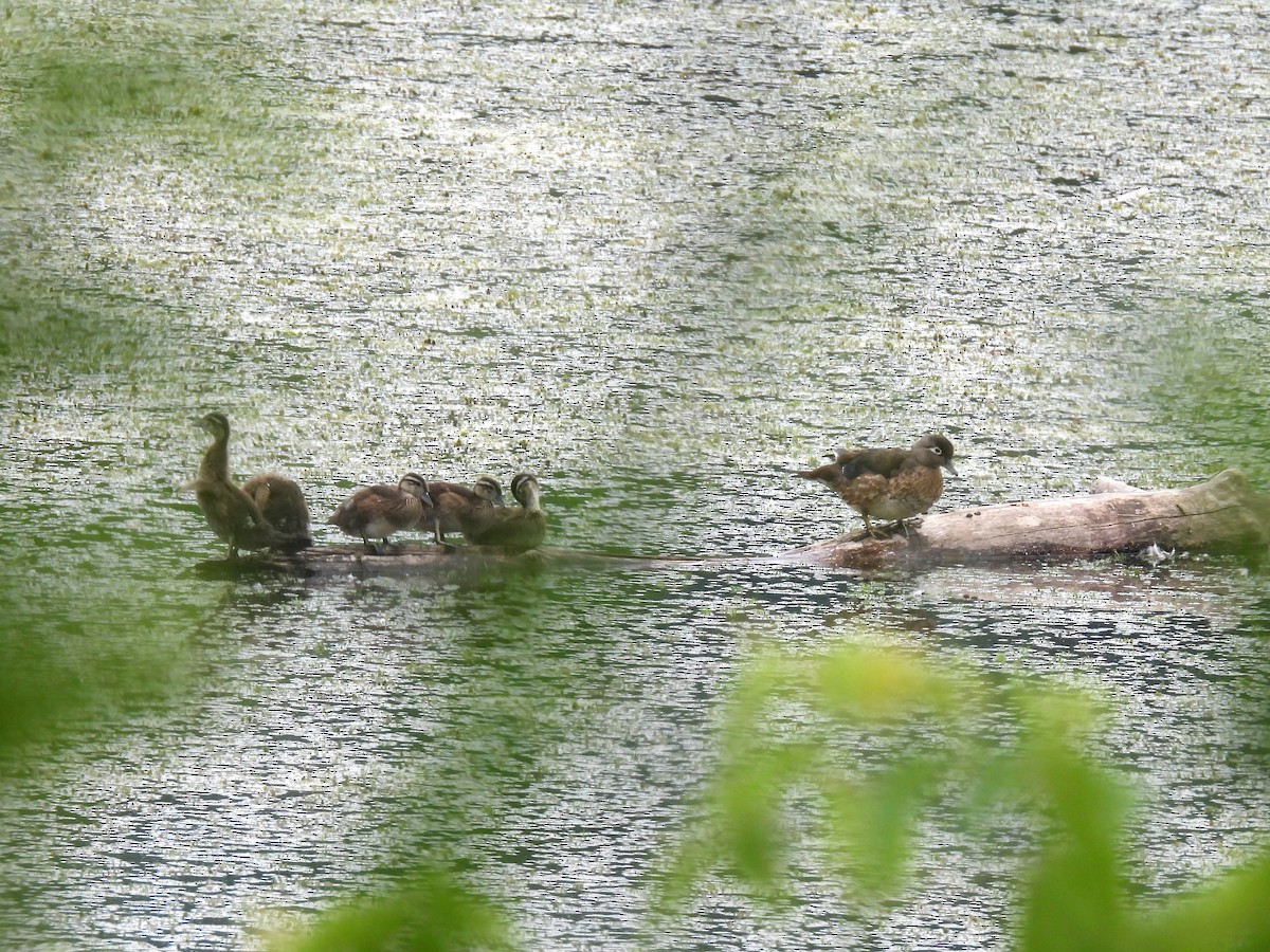 Wood Duck - ML620899478