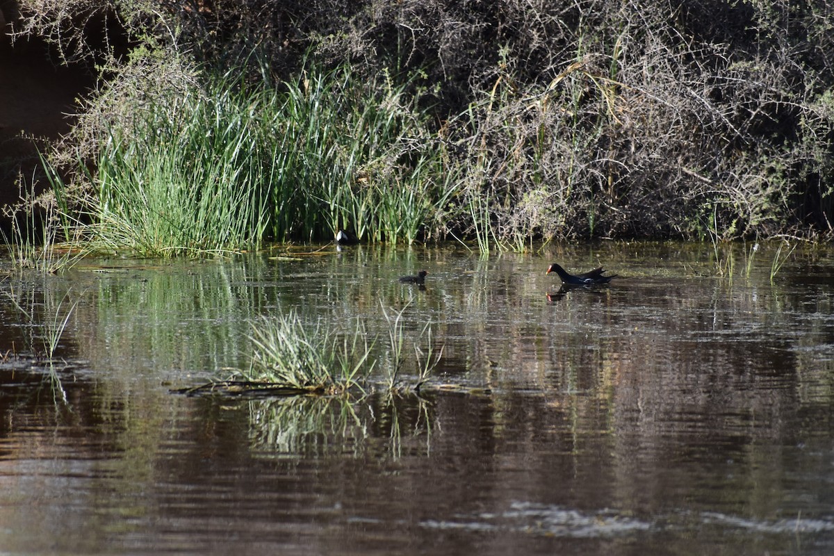 Gallinule poule-d'eau - ML620899479