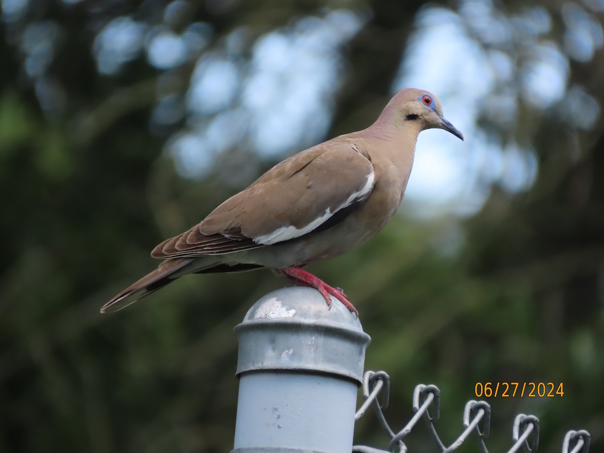 White-winged Dove - ML620899481