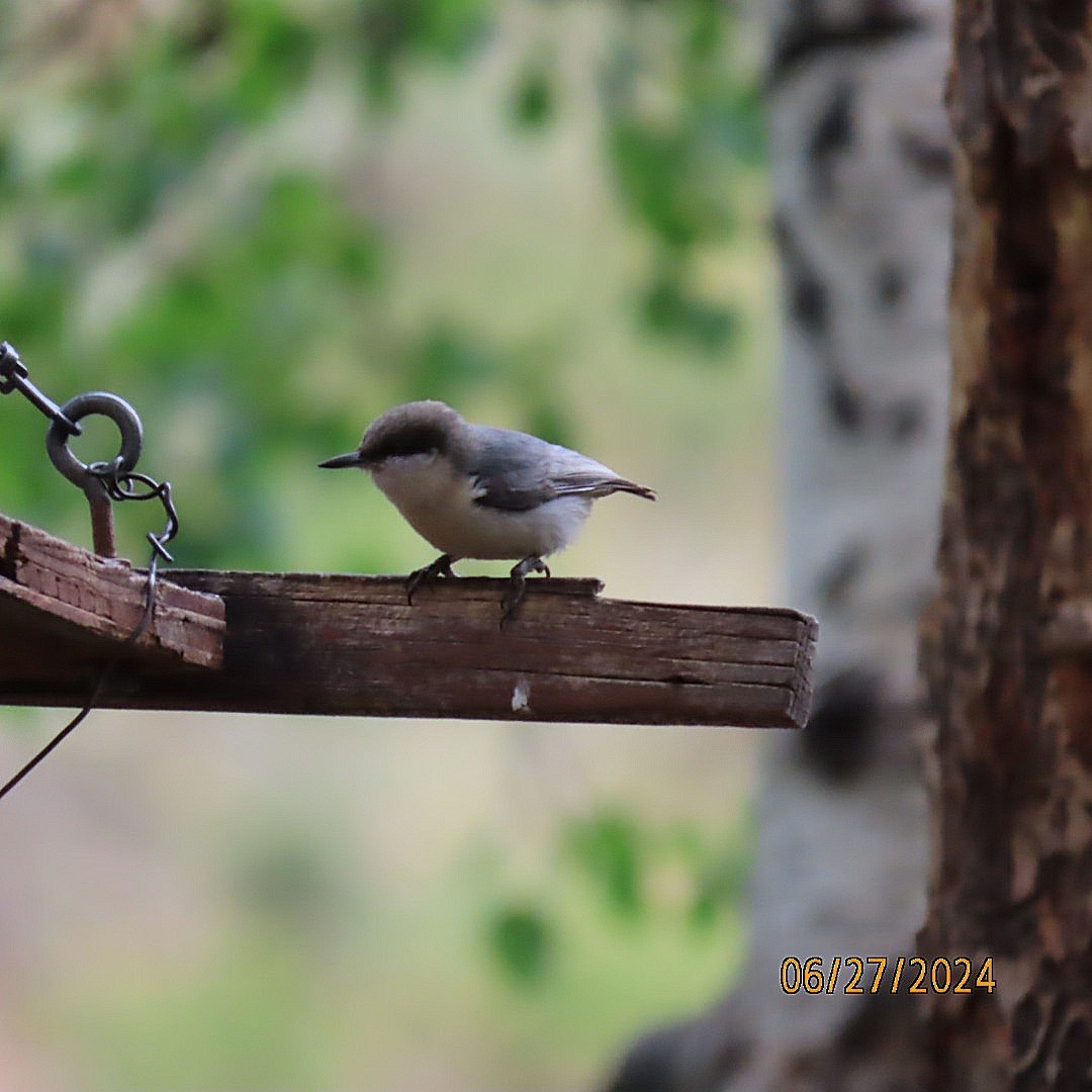 Pygmy Nuthatch - ML620899484