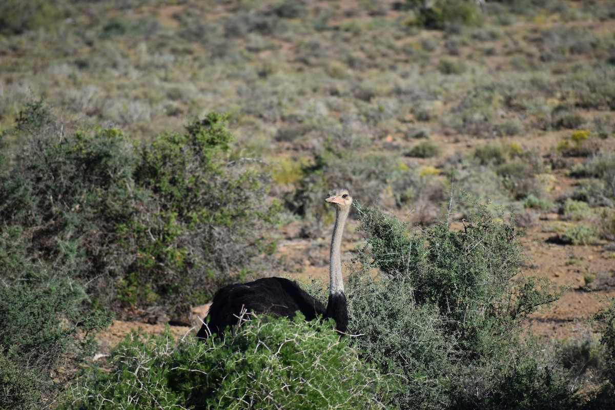 Common Ostrich - Joseph Trezza