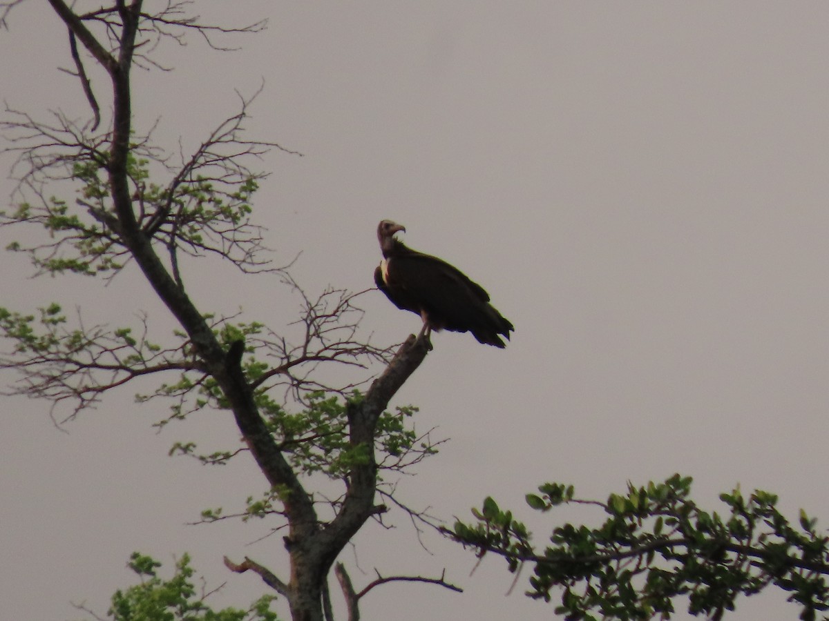 White-headed Vulture - ML620899492