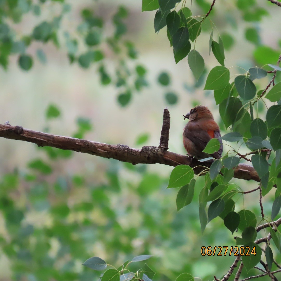 Red Crossbill - ML620899493