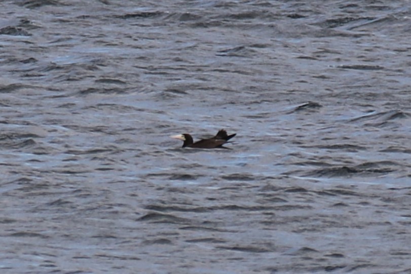 Brown Booby - ML620899495