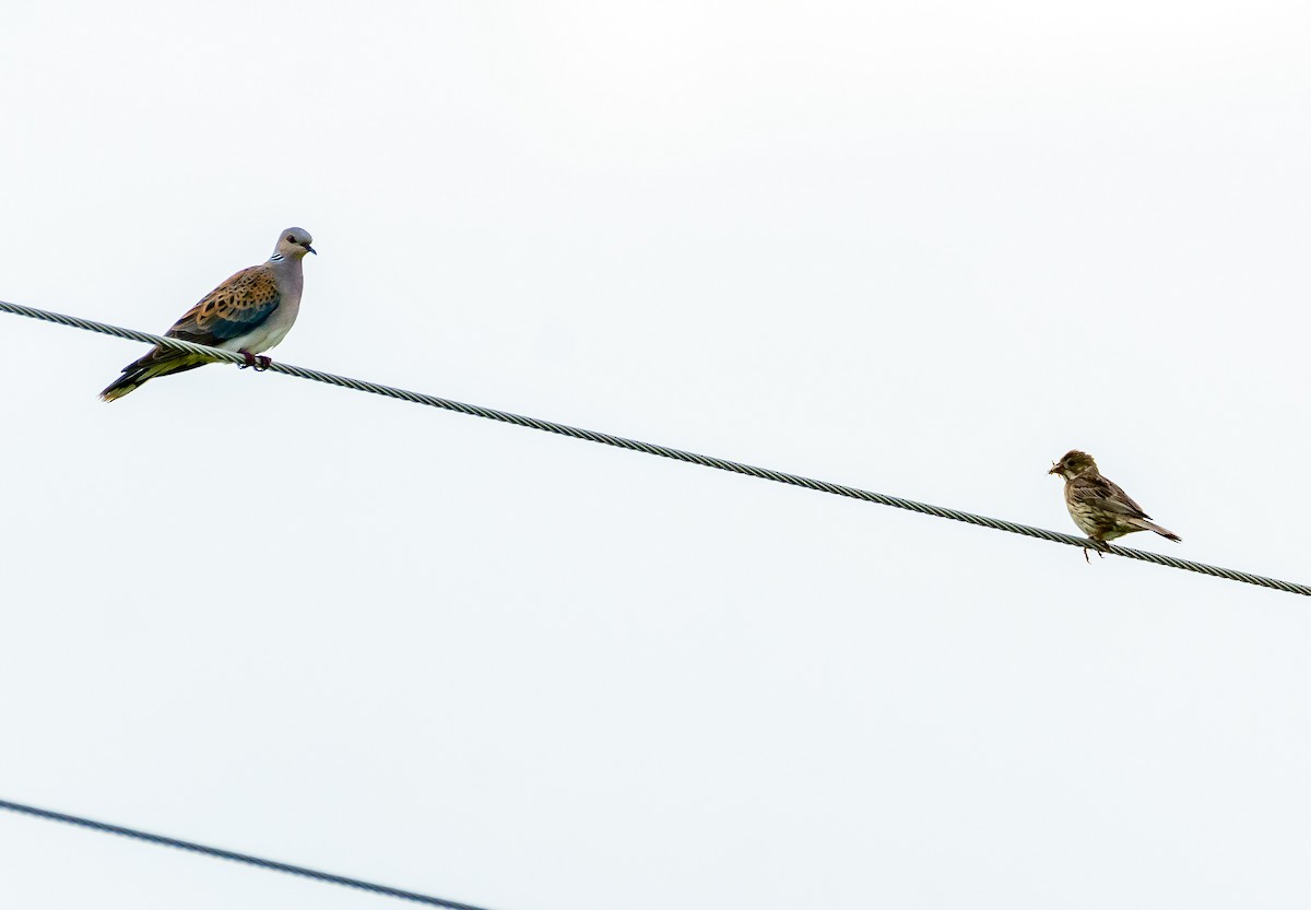 European Turtle-Dove - ML620899497