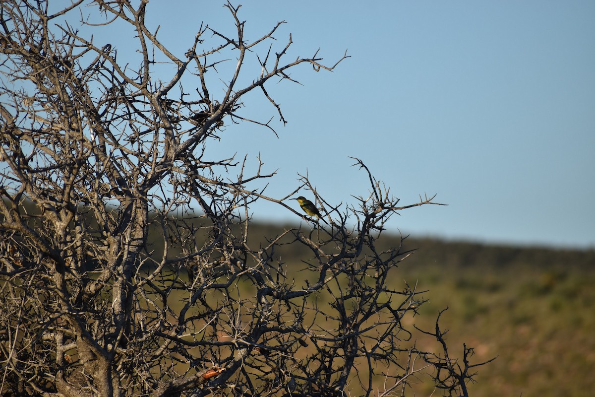 Malachitnektarvogel - ML620899503