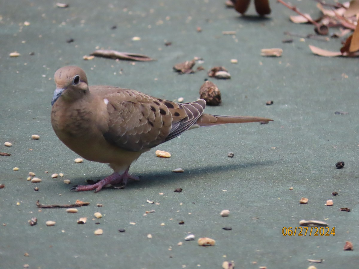 Mourning Dove - ML620899510