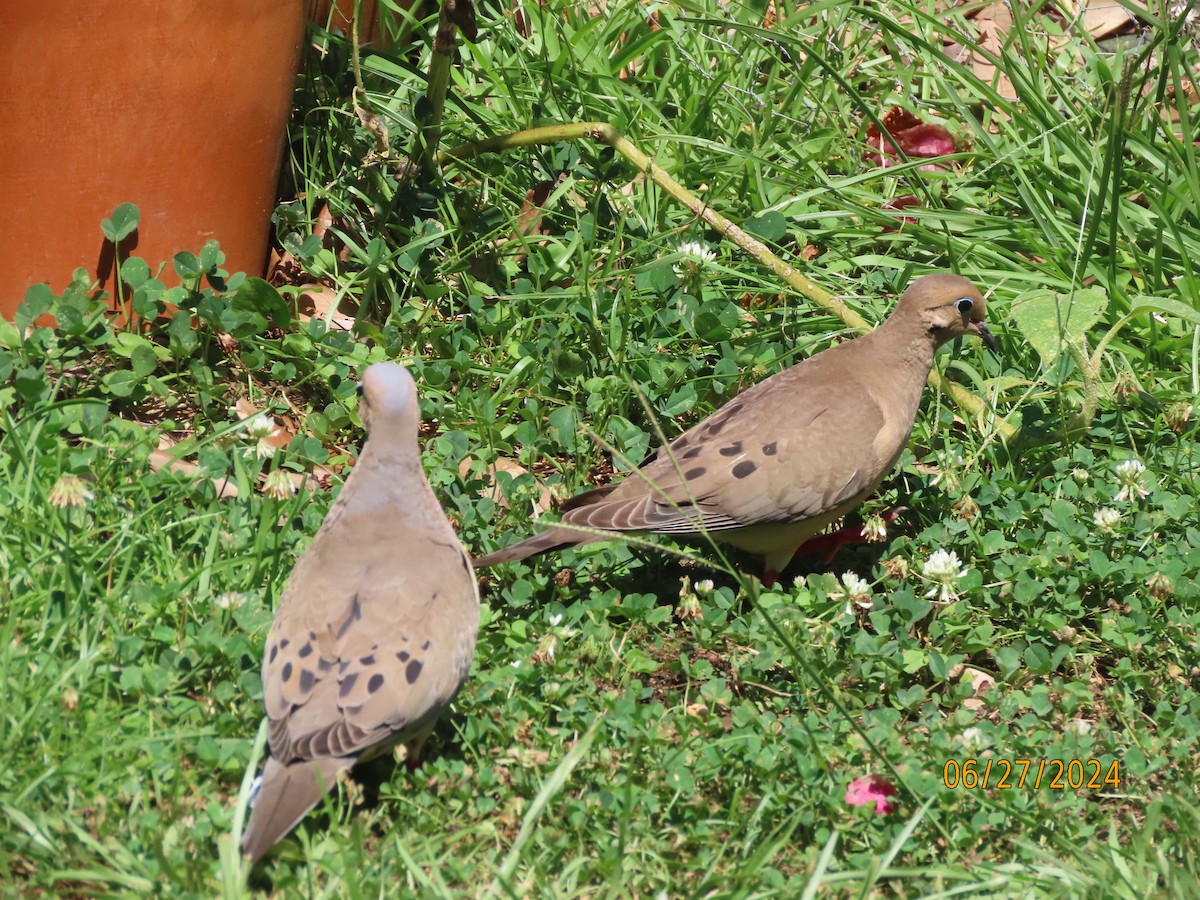 Mourning Dove - ML620899513