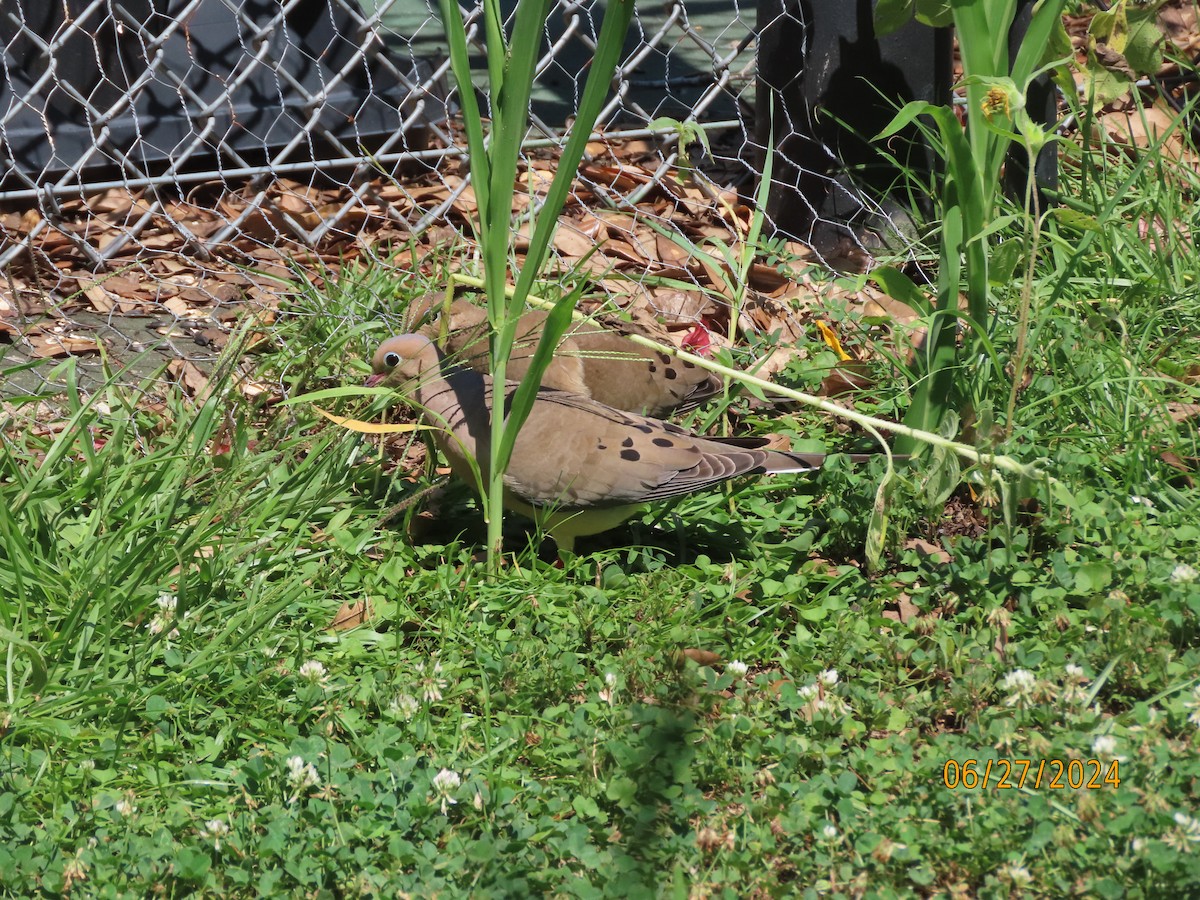 Mourning Dove - Susan Leake