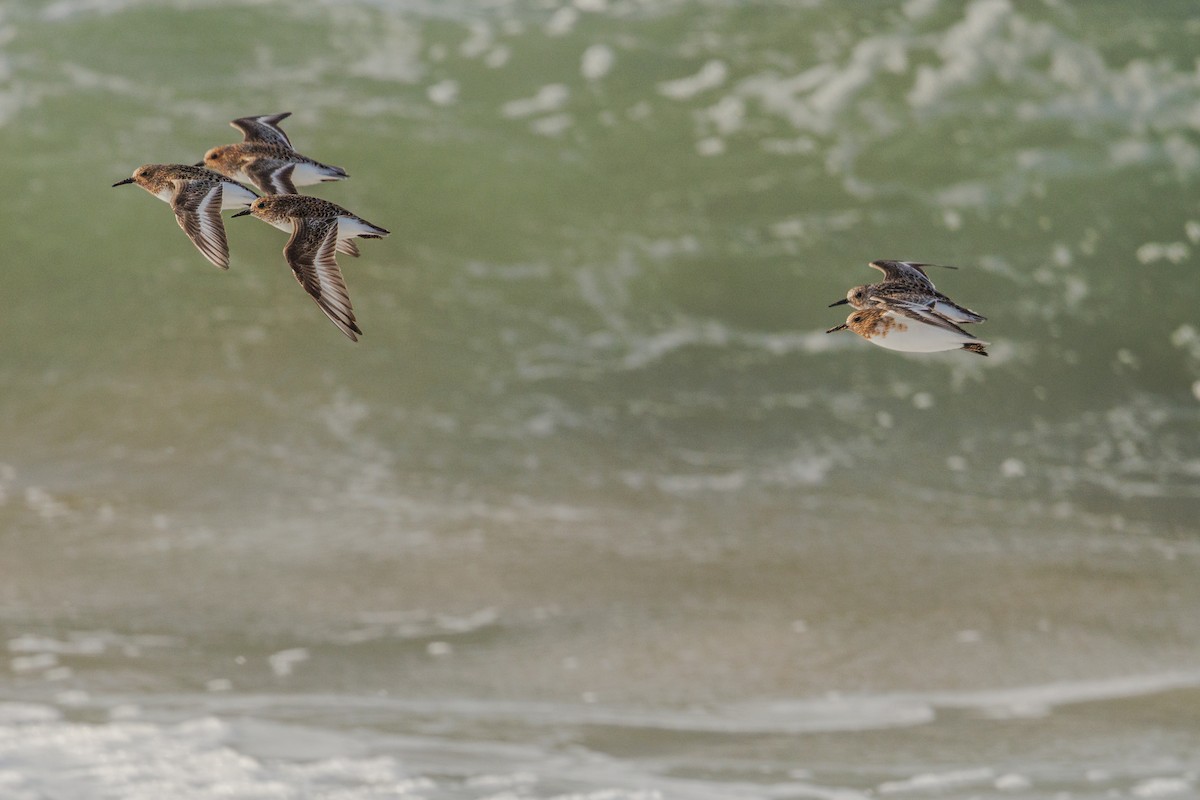 Bécasseau sanderling - ML620899515