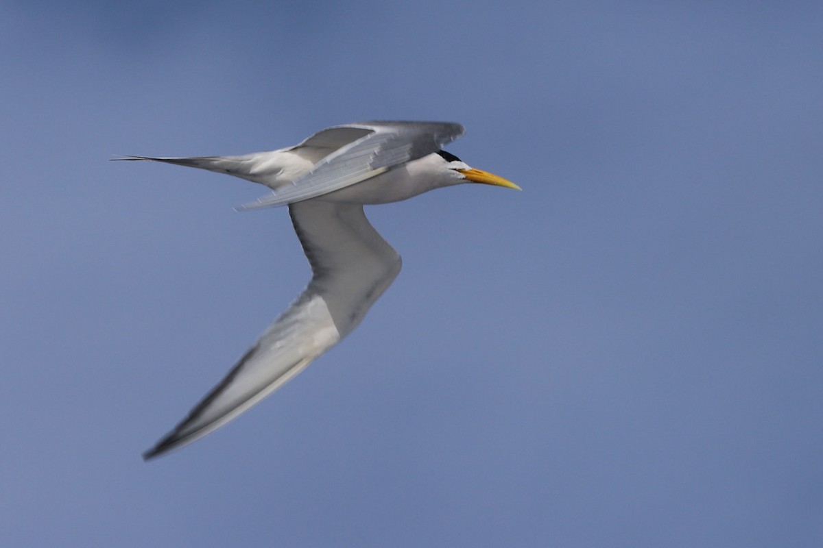 Great Crested Tern - ML620899526