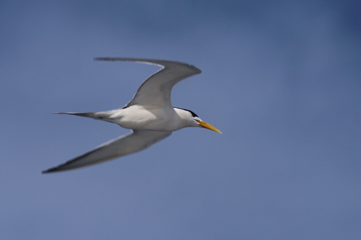 Great Crested Tern - ML620899527