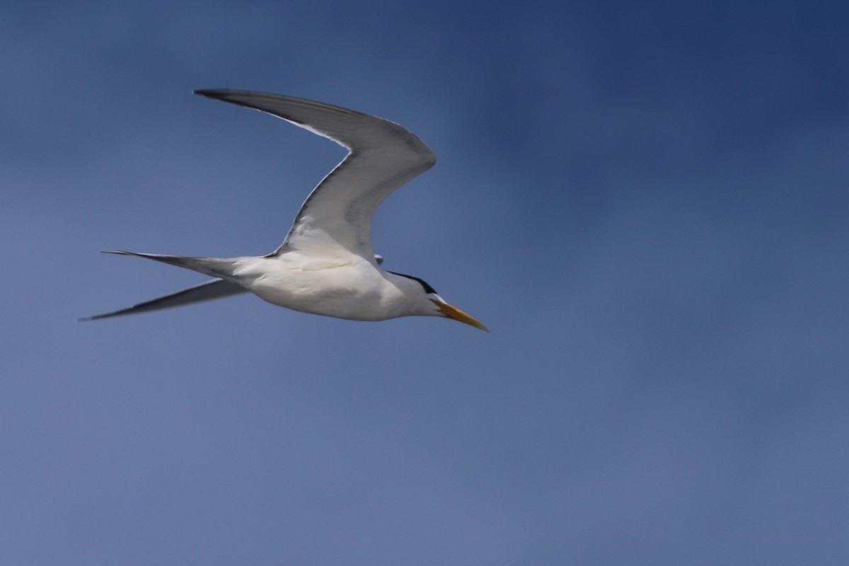Great Crested Tern - ML620899528