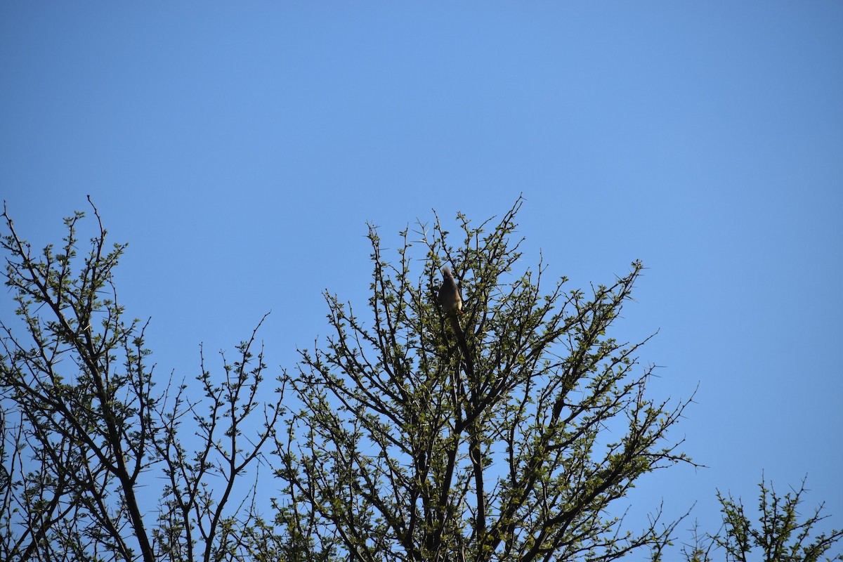 White-backed Mousebird - ML620899530