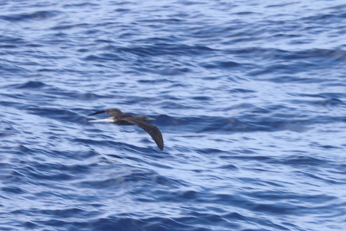 Red-footed Booby - ML620899533