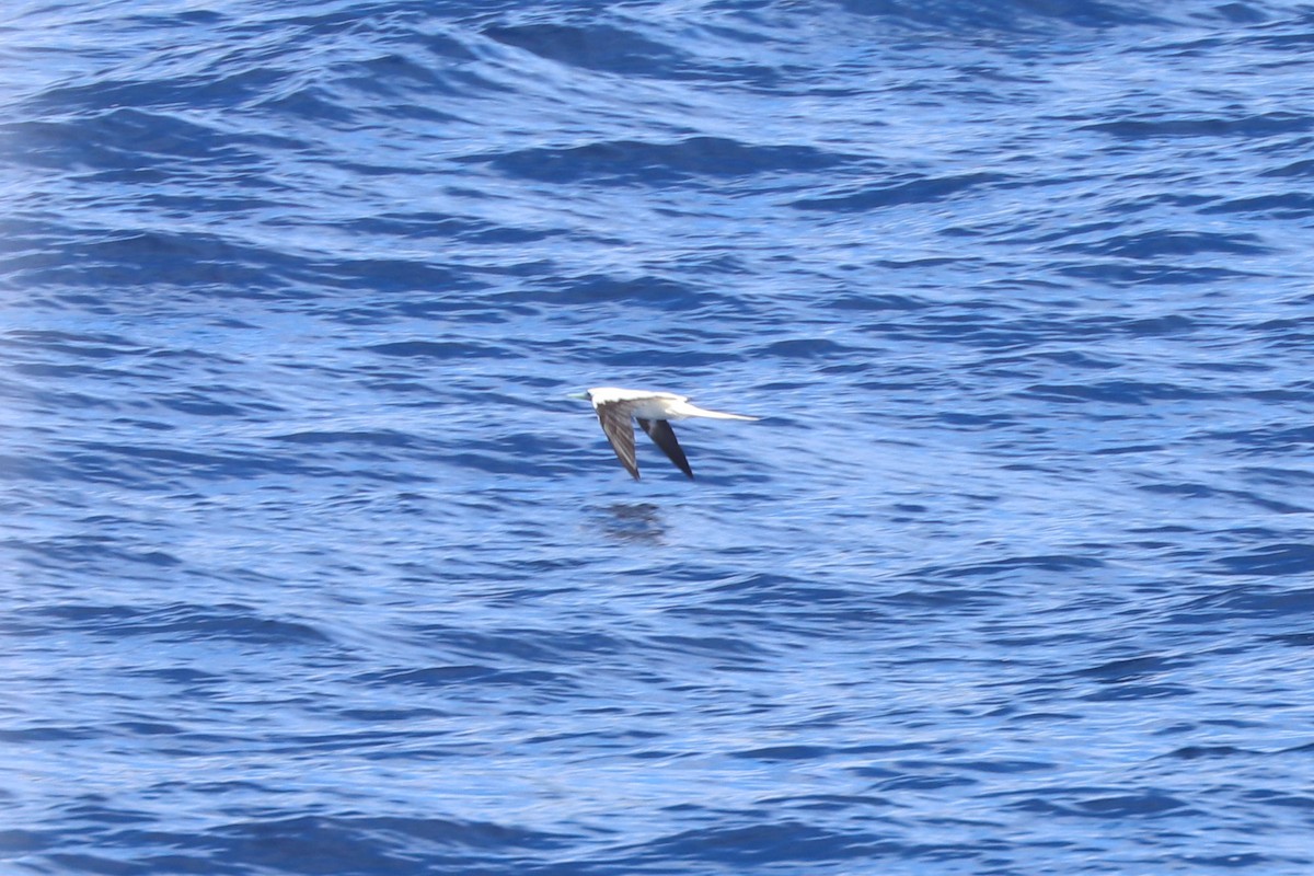 Red-footed Booby - ML620899536