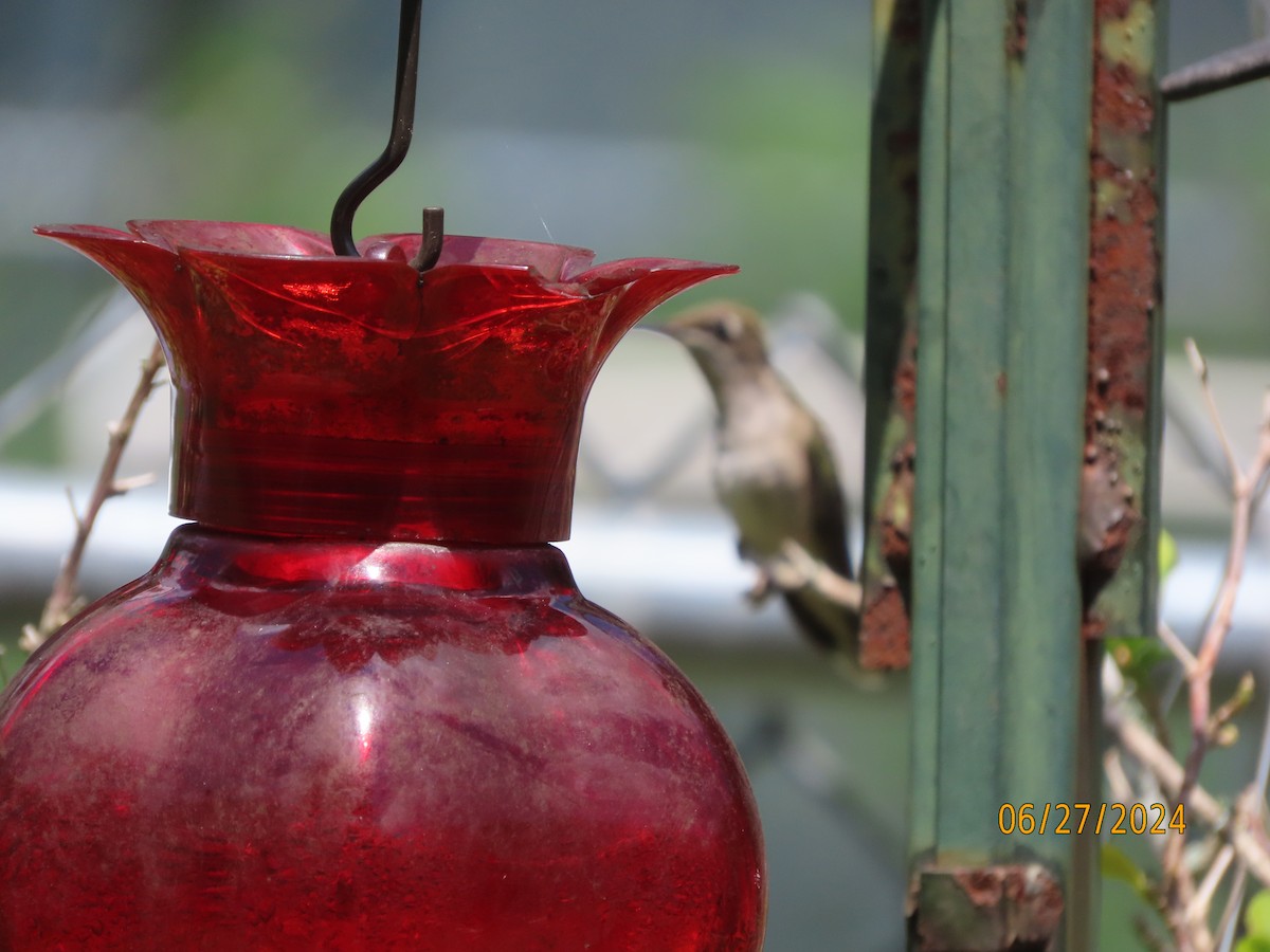 Ruby-throated Hummingbird - ML620899540