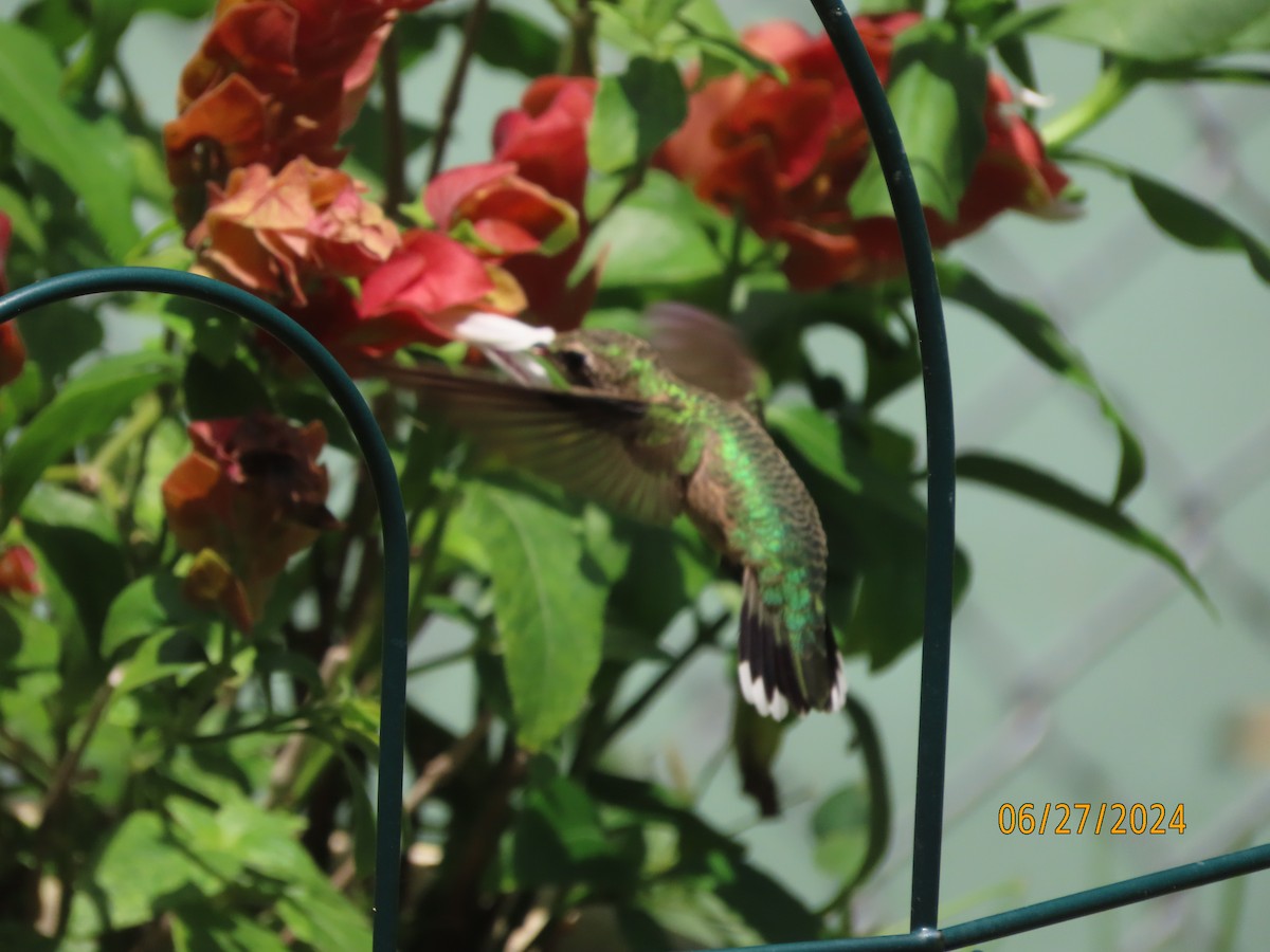 Ruby-throated Hummingbird - ML620899541