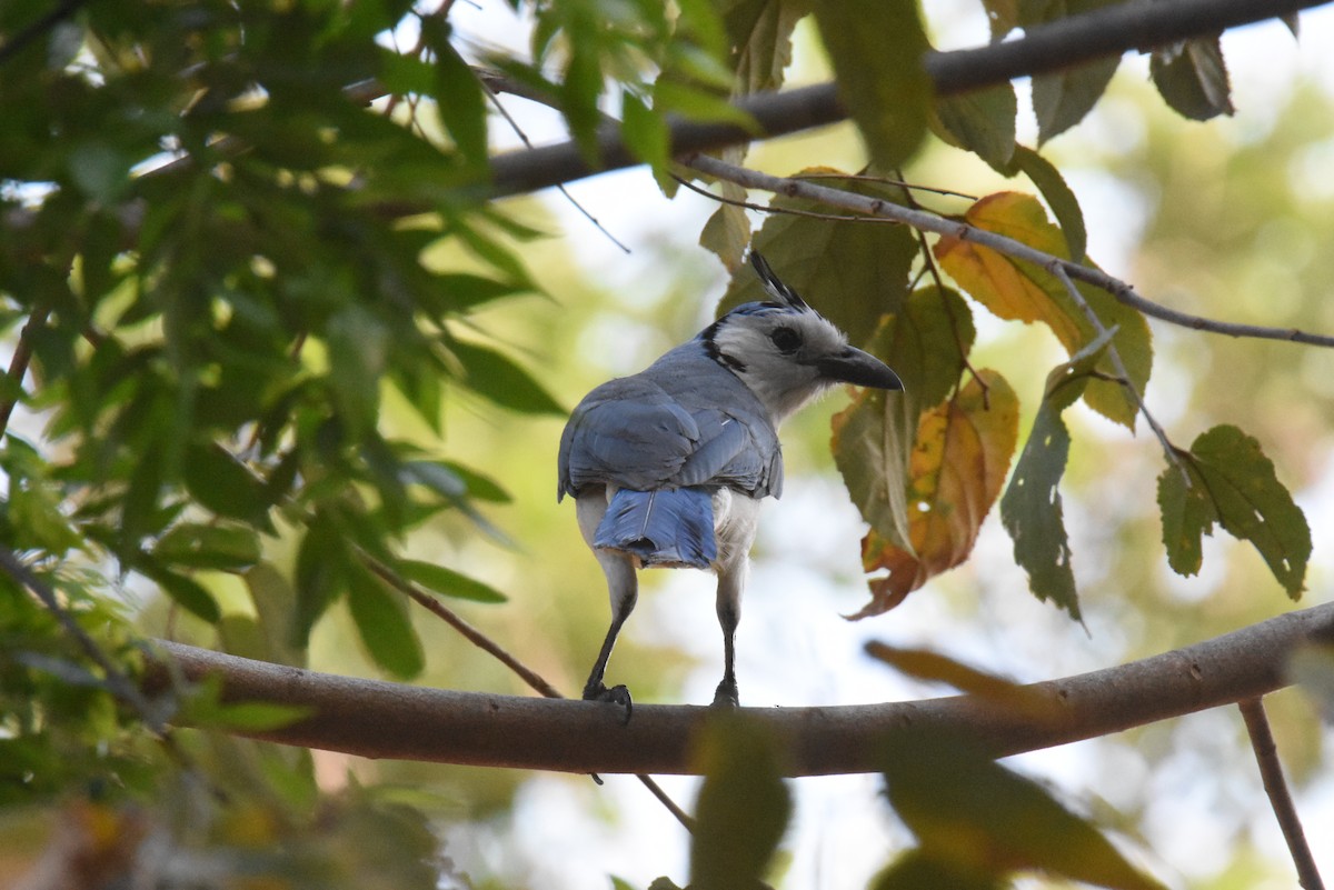 White-throated Magpie-Jay - ML620899542