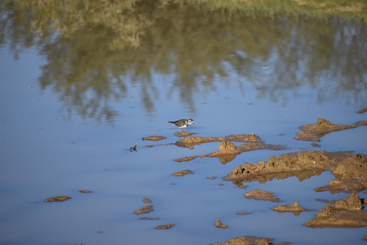 Three-banded Plover - ML620899543