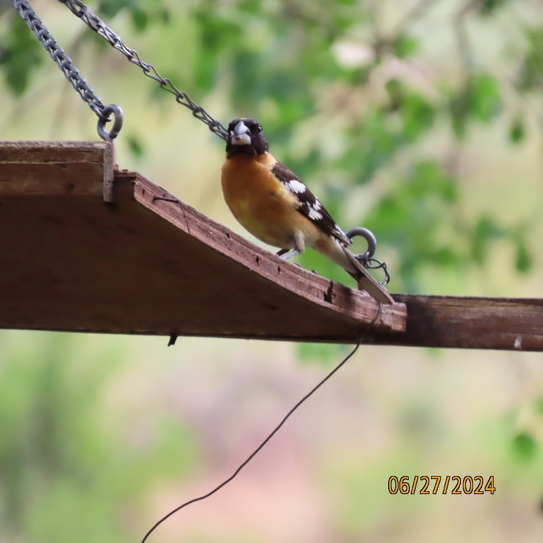 Black-headed Grosbeak - ML620899544