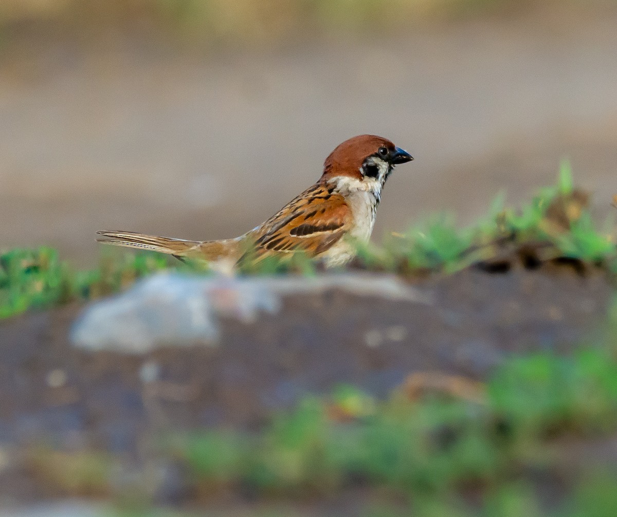 Eurasian Tree Sparrow - ML620899545