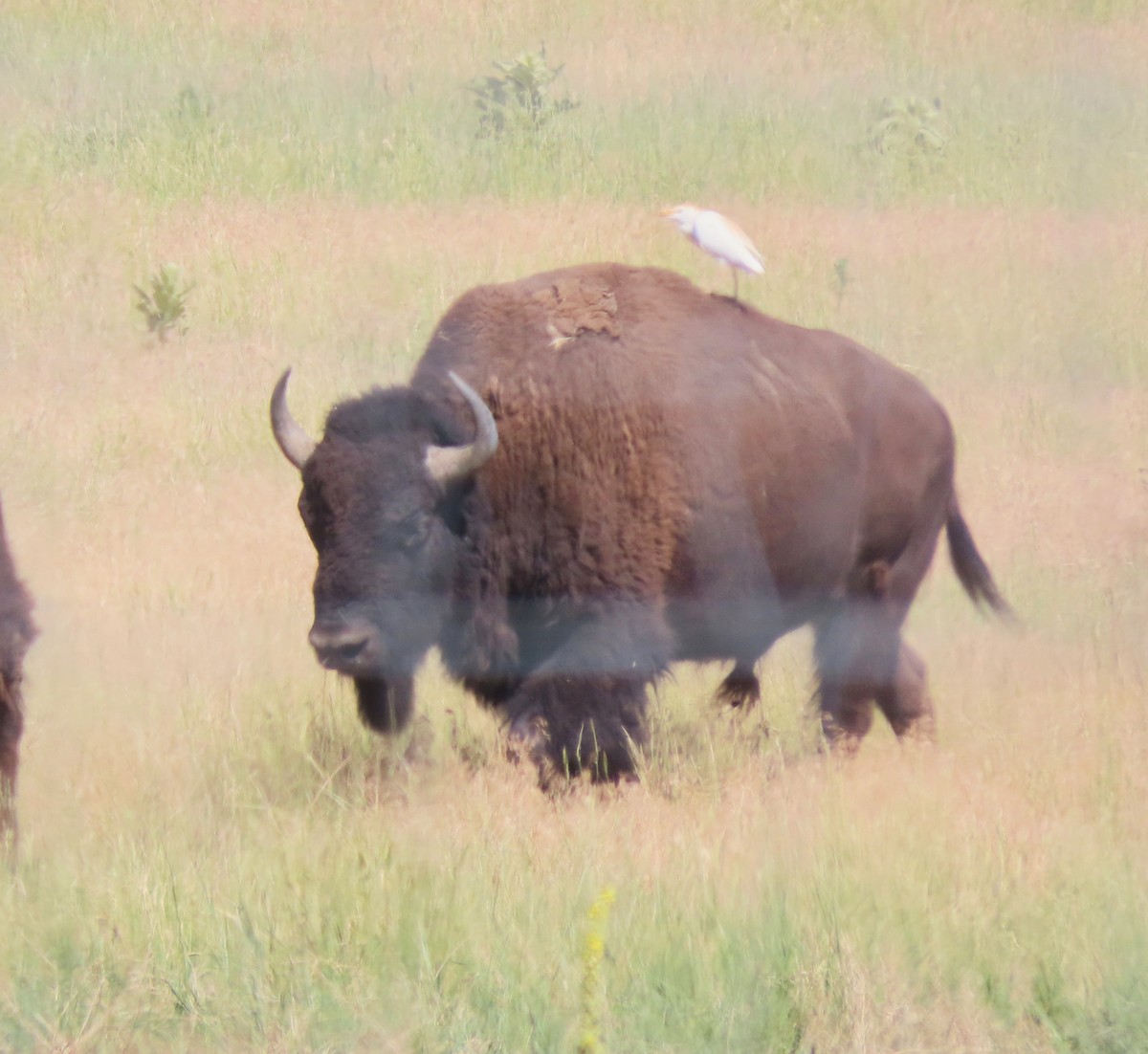 Western Cattle Egret - ML620899547