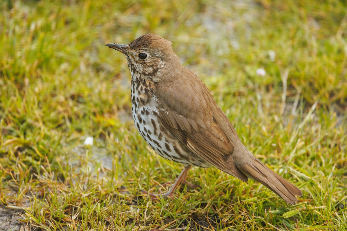 Song Thrush - ML620899548