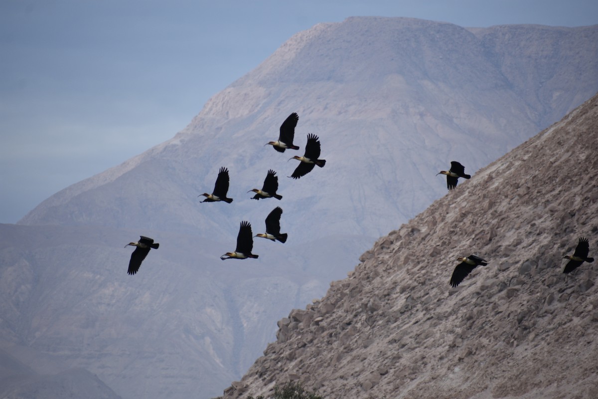 Andean Ibis - ML620899549