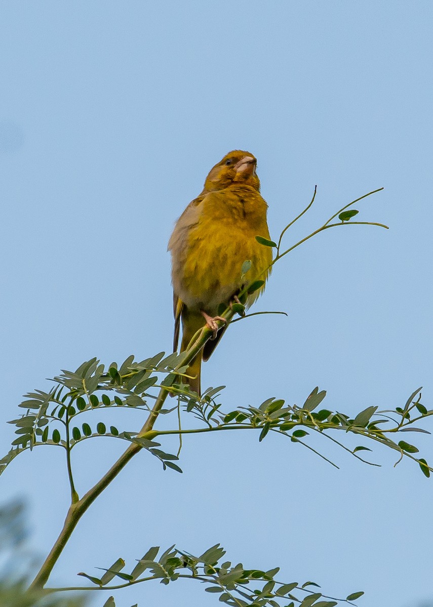 European Greenfinch - ML620899552