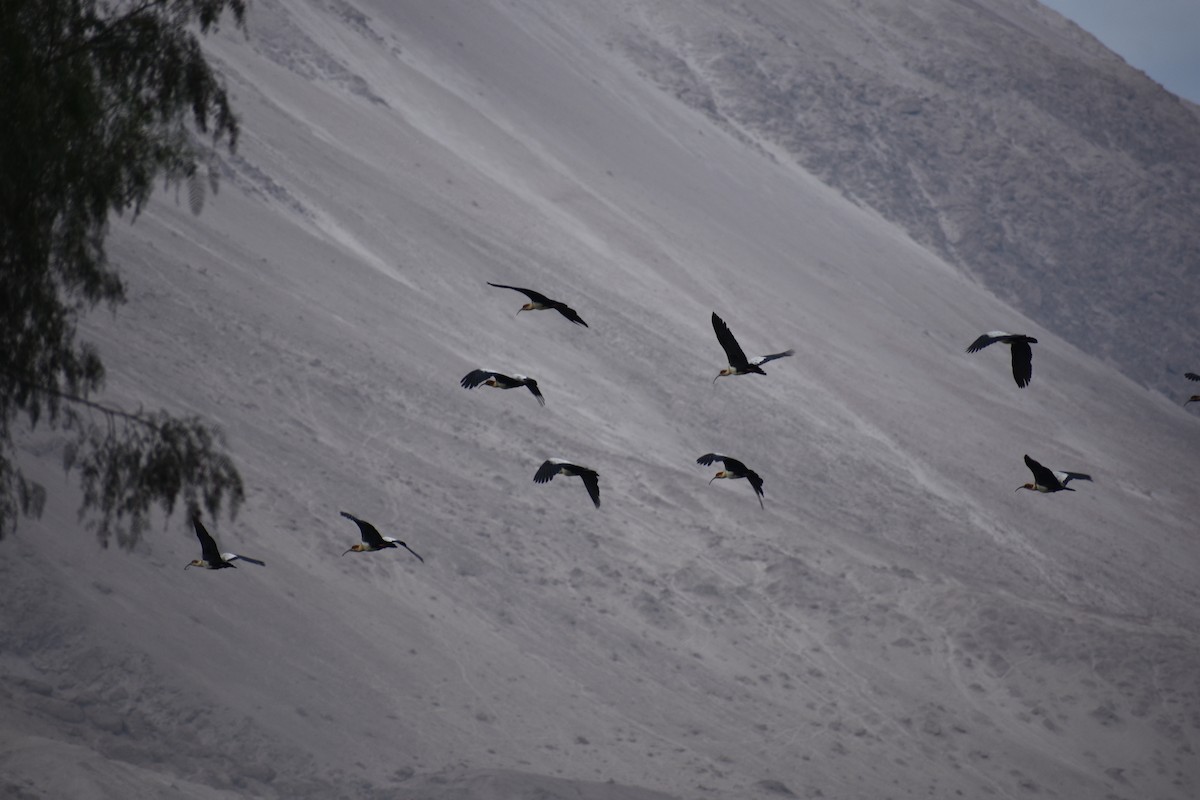 Andean Ibis - ML620899553