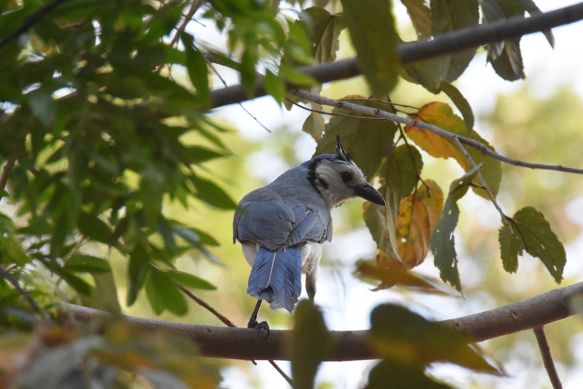 White-throated Magpie-Jay - ML620899555