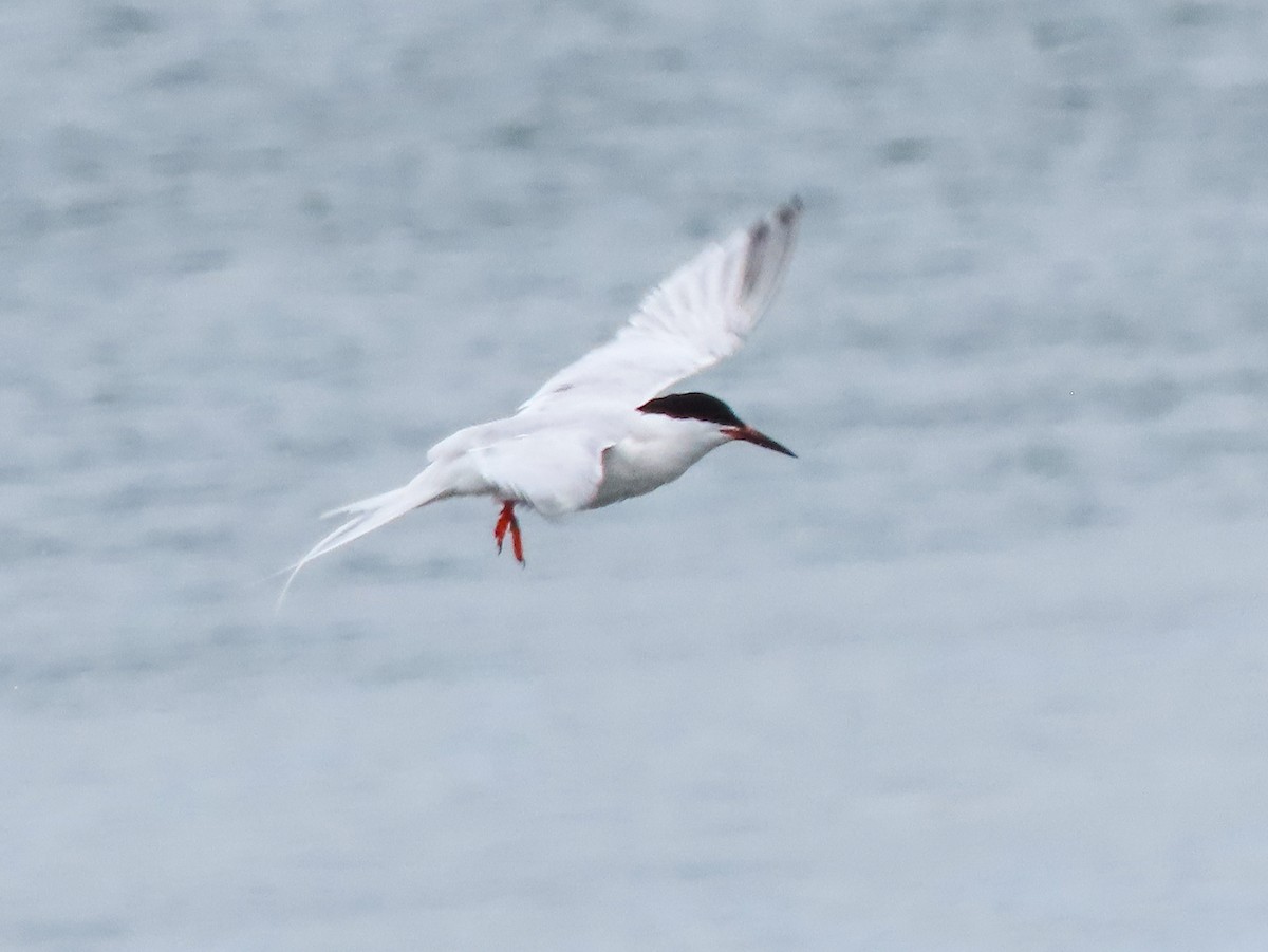 Roseate Tern - ML620899557