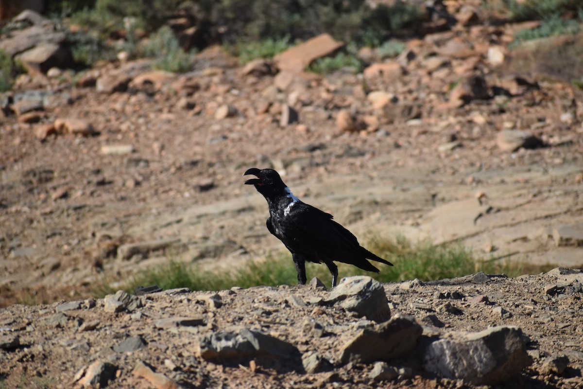 White-necked Raven - ML620899565