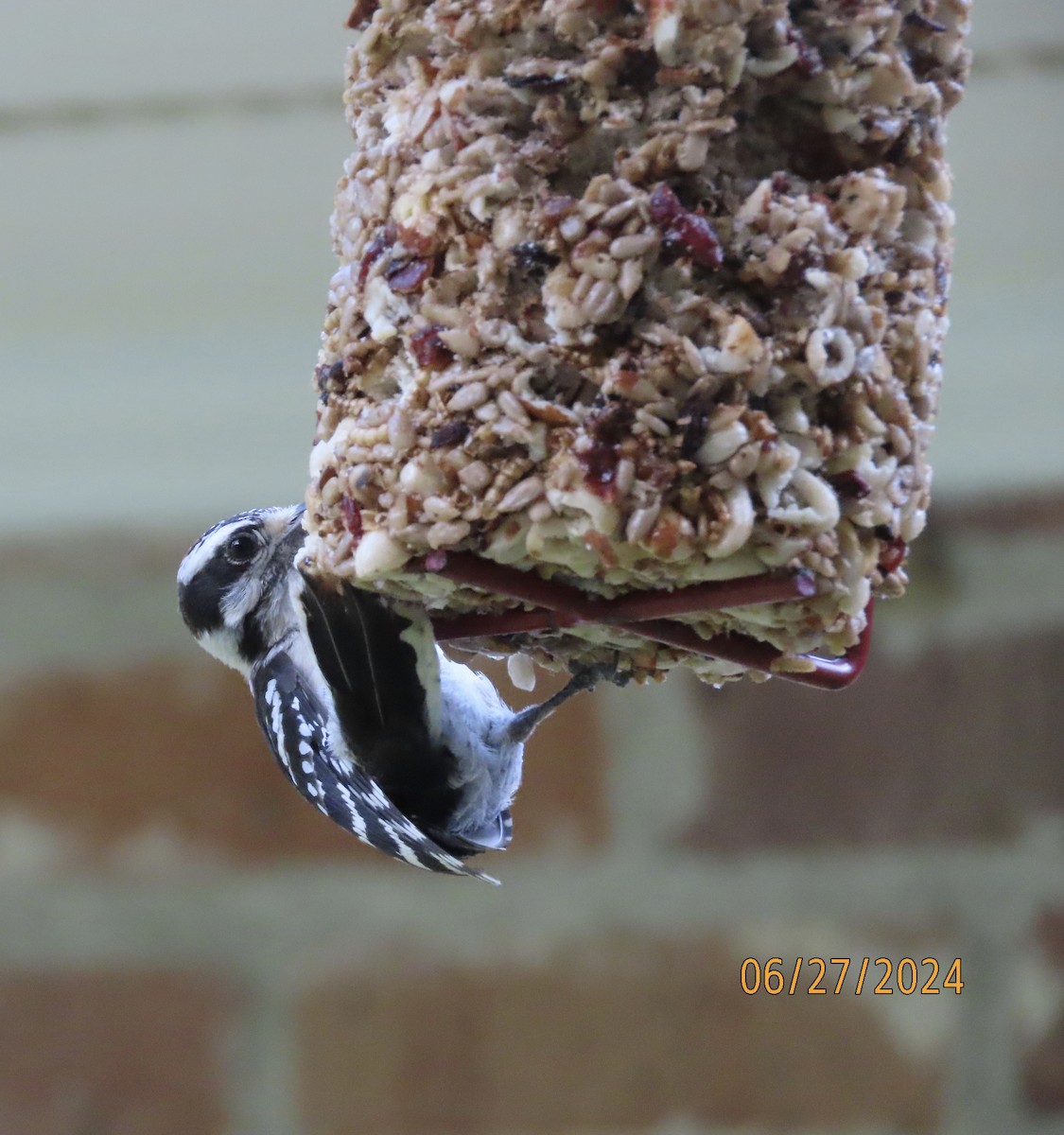 Downy Woodpecker - ML620899566