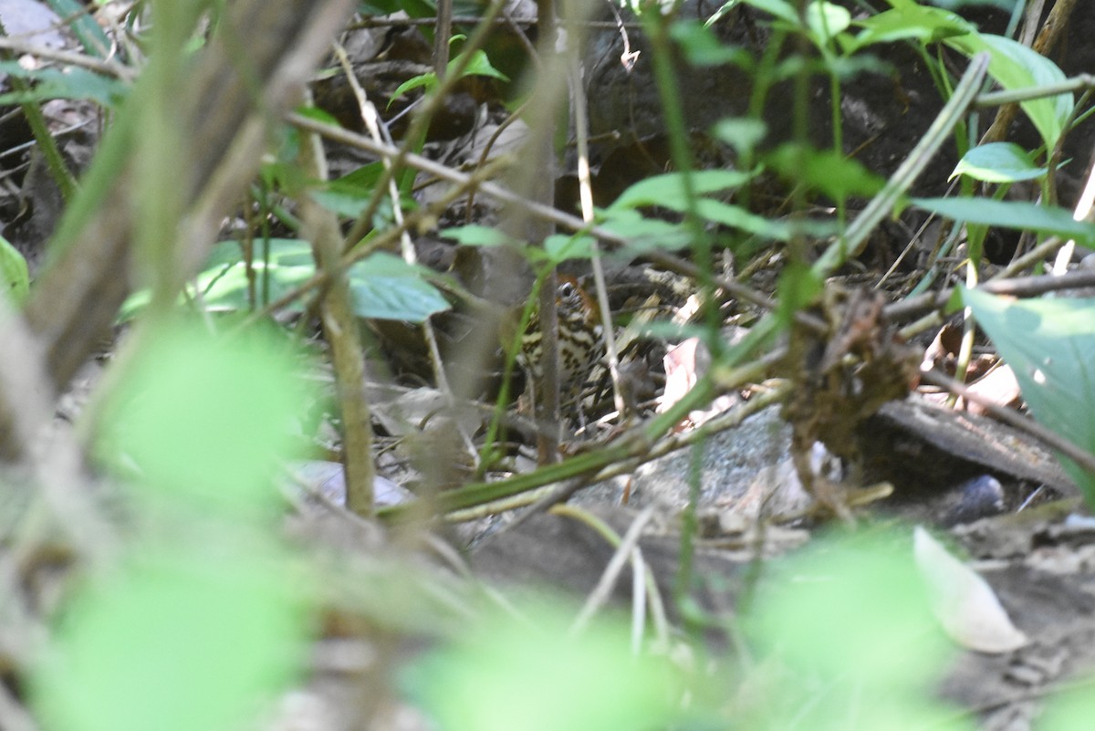 Wood Thrush - Jerry Davis