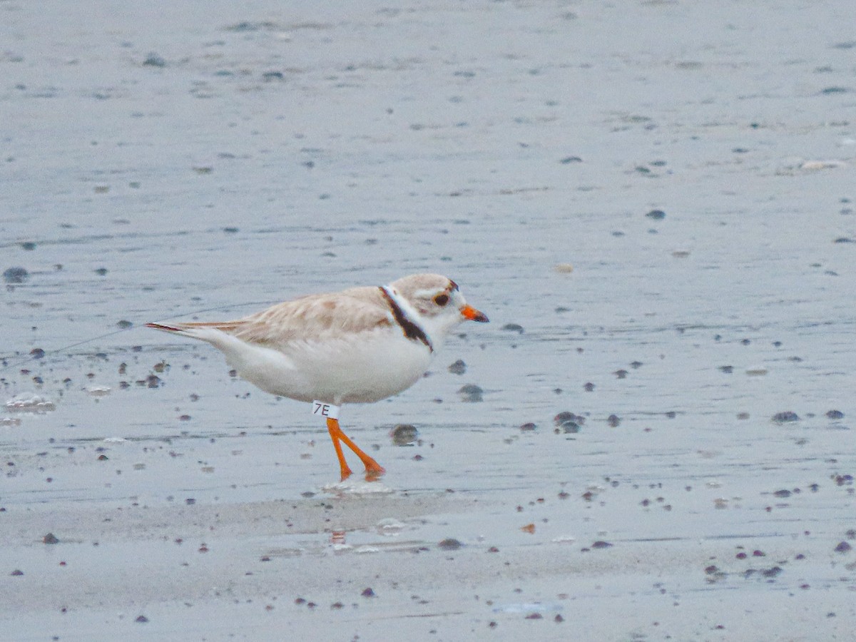 Piping Plover - ML620899581