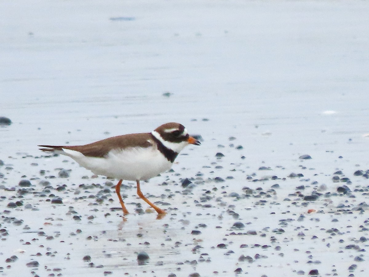 Piping Plover - ML620899582