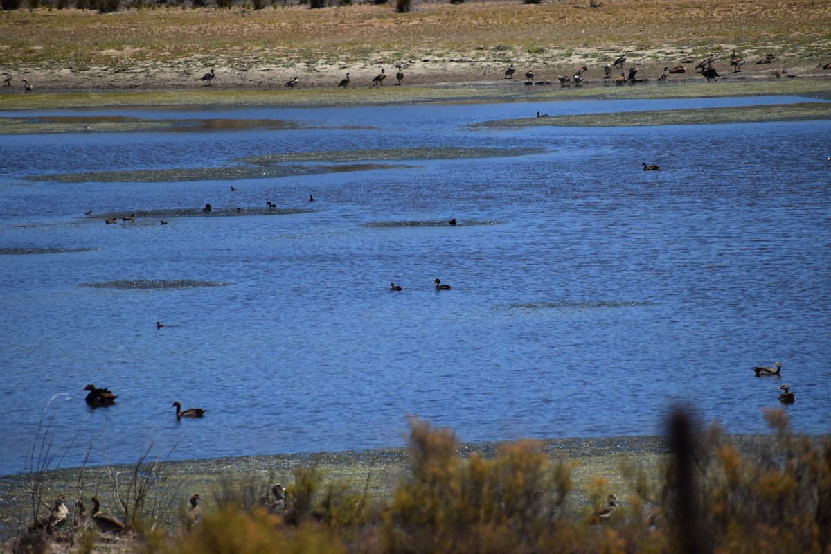 Yellow-billed Duck - ML620899583