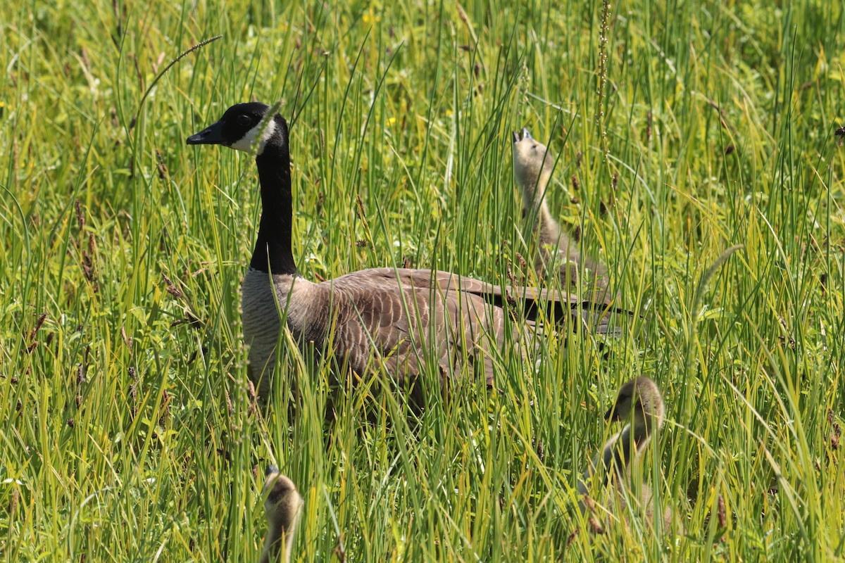 Canada Goose - ML620899585