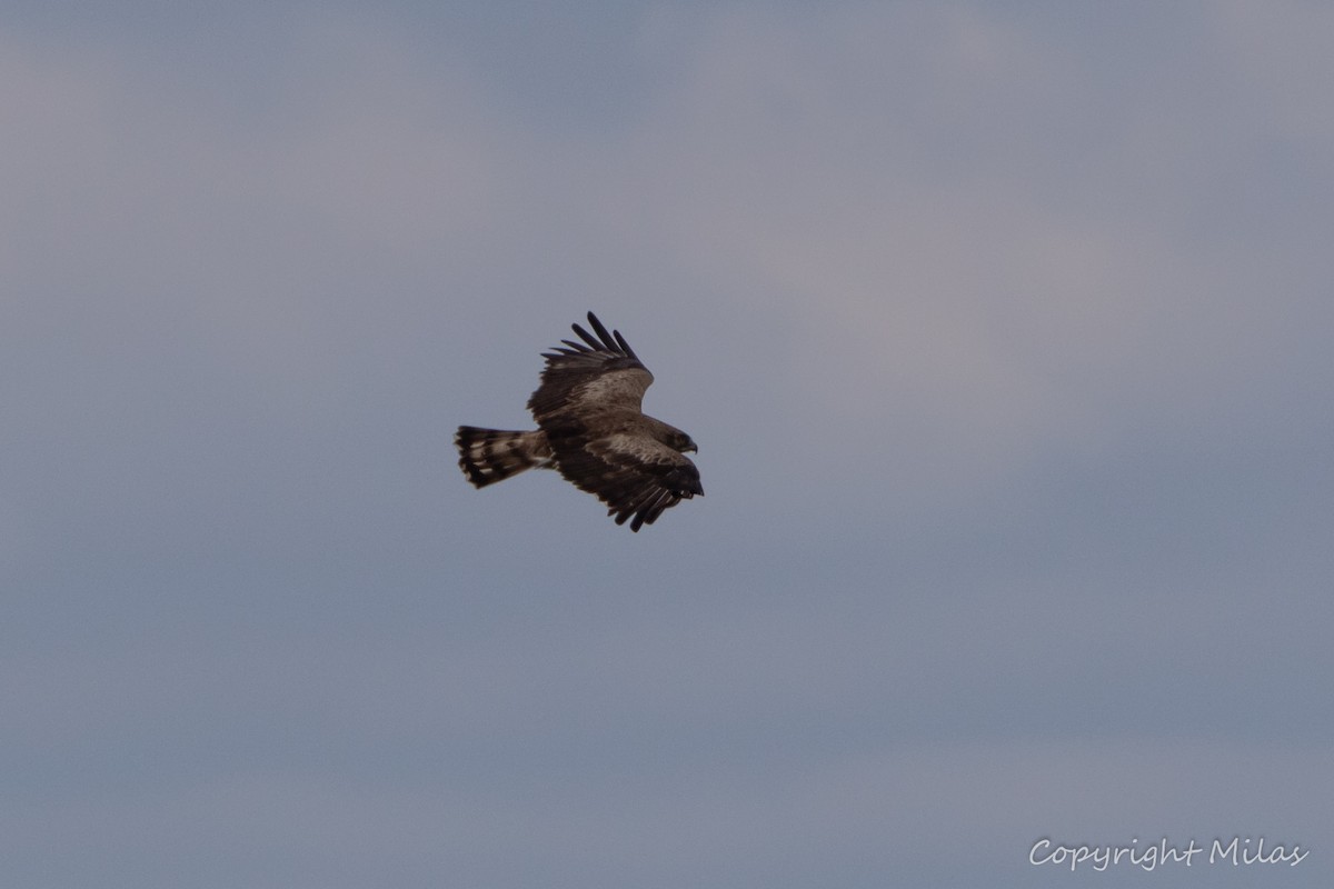 Short-toed Snake-Eagle - ML620899590