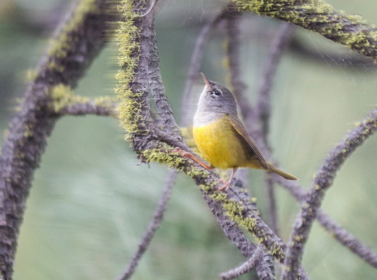 MacGillivray's Warbler - ML620899592