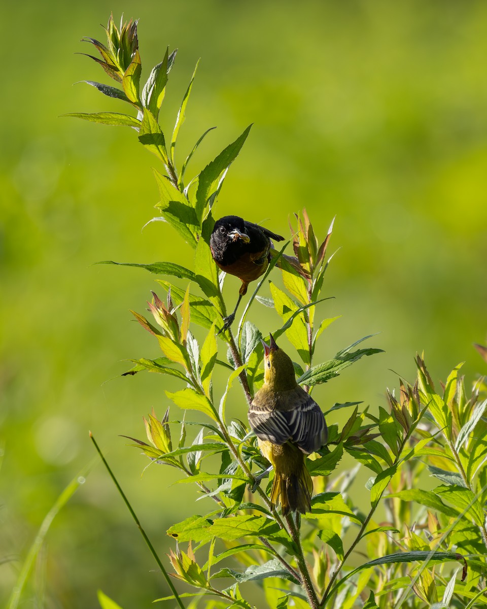 Orchard Oriole - ML620899594