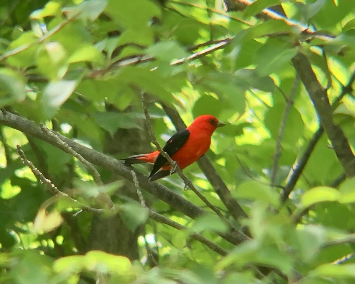 Scarlet Tanager - ML620899598