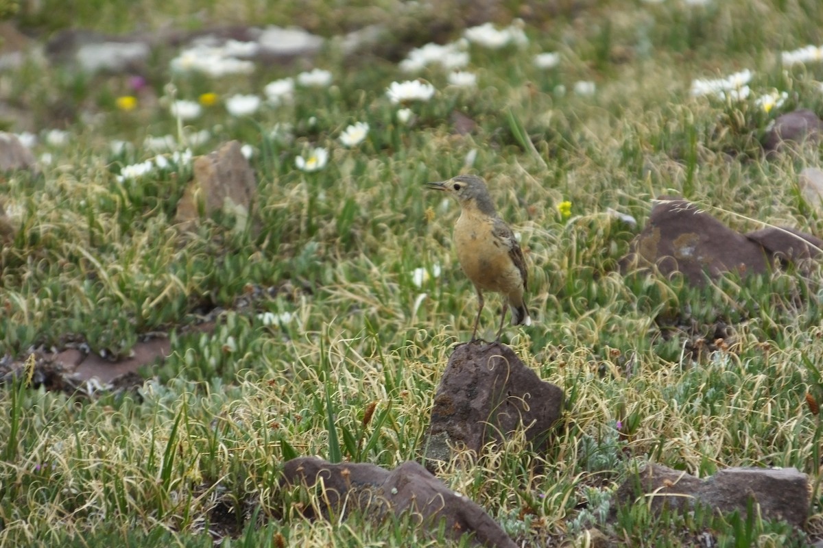 American Pipit - ML620899599