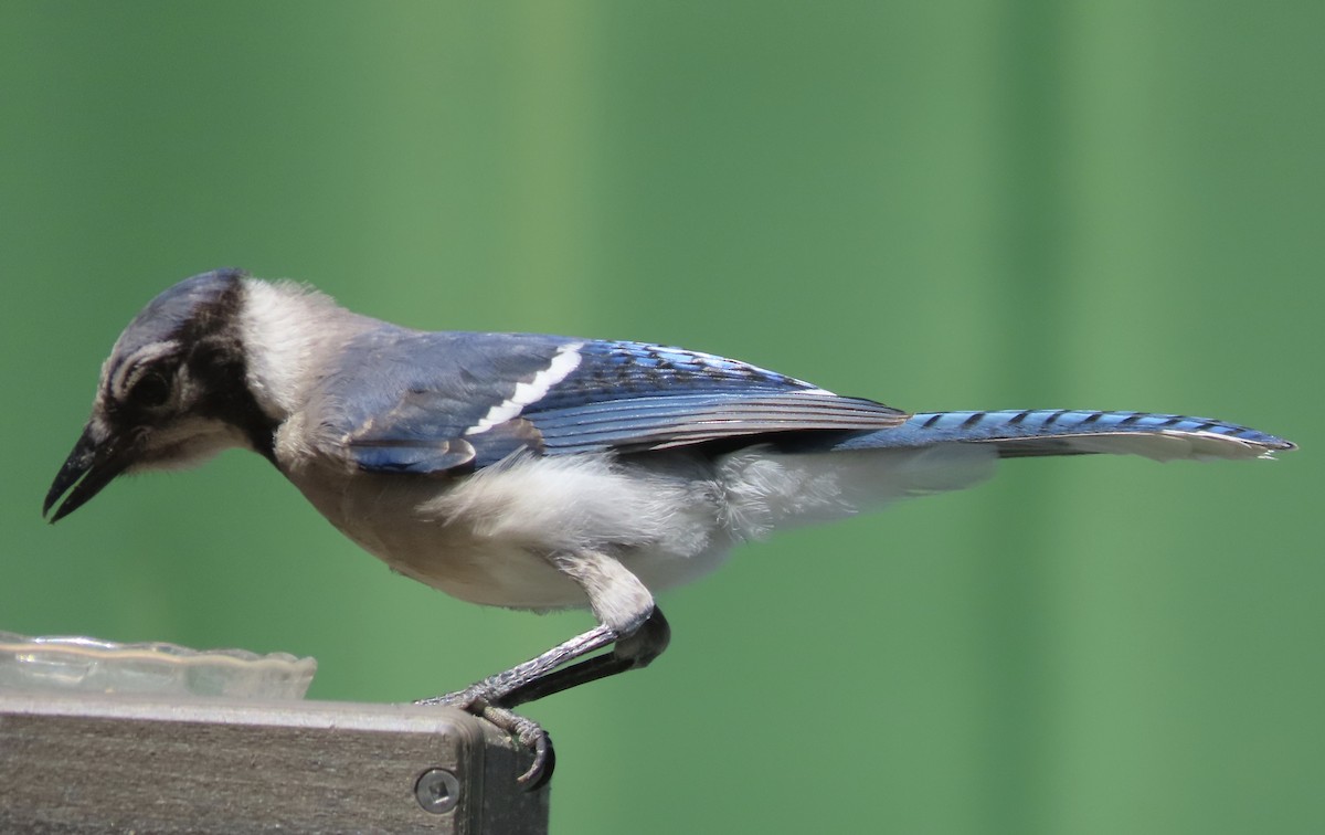 Blue Jay - Susan Leake